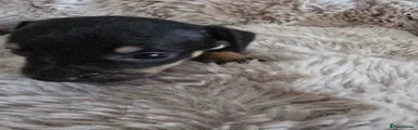 Mixed Breed Puppy 4