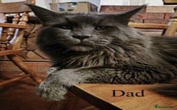 Maine Coon cats for sale: Blue Maine coon kittens - DNA health tested - Image 19