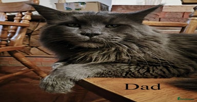 Maine Coon cats - Advert 6