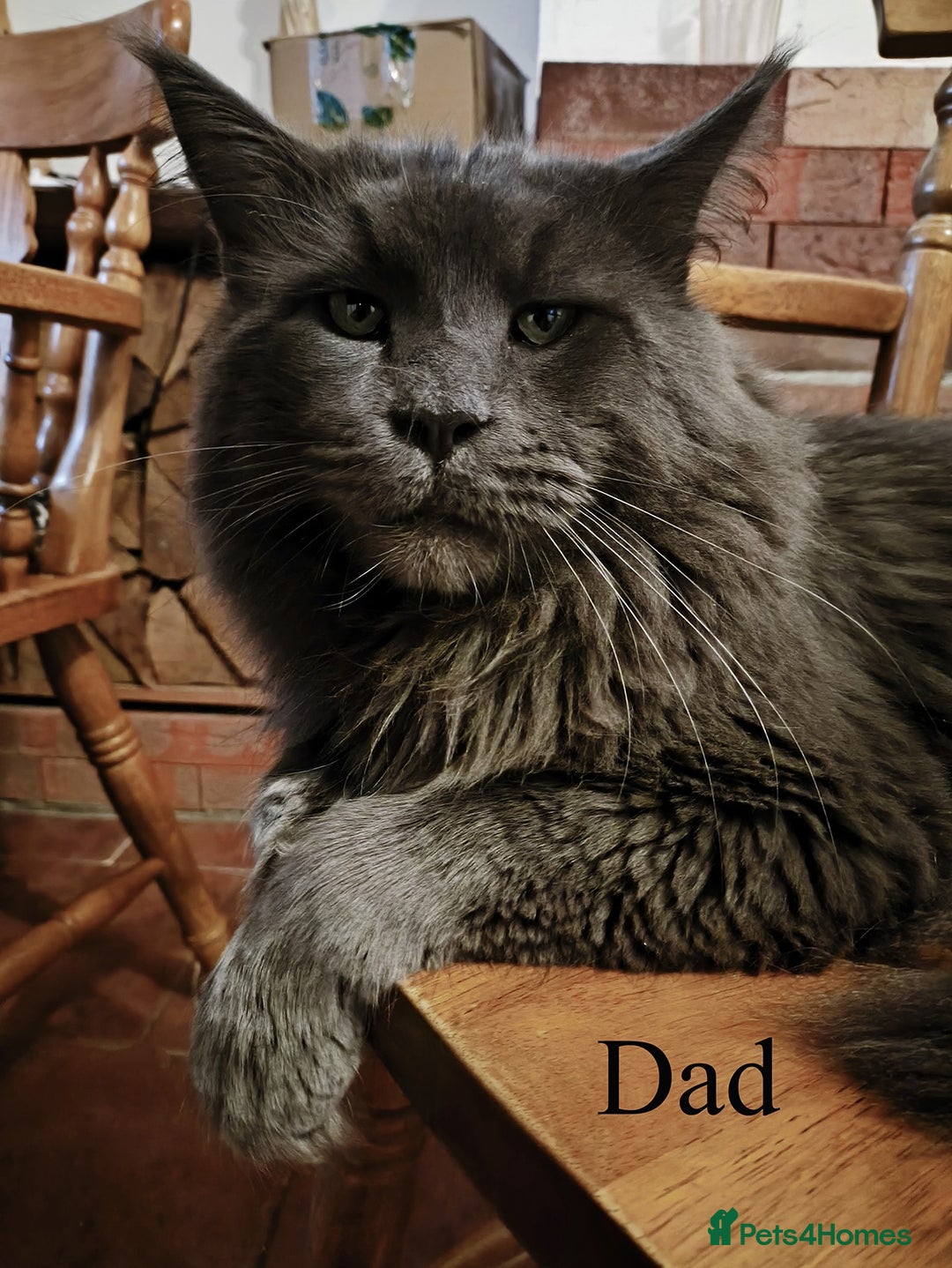 Maine Coon cats for sale: Blue Maine coon kittens - DNA health tested - Image 19
