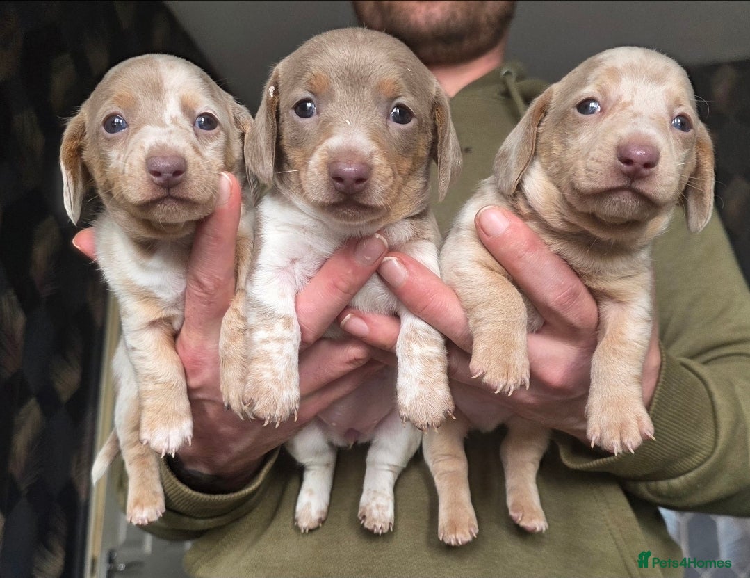 Dachshund dogs Minature short haired Daschund babies - Advert 6