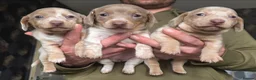Dachshund dogs for sale: Minature short haired Daschunds - Advert 3