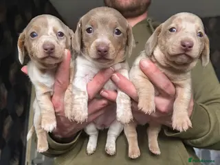 Dachshund dogs Minature short haired Daschund babies - Advert 6