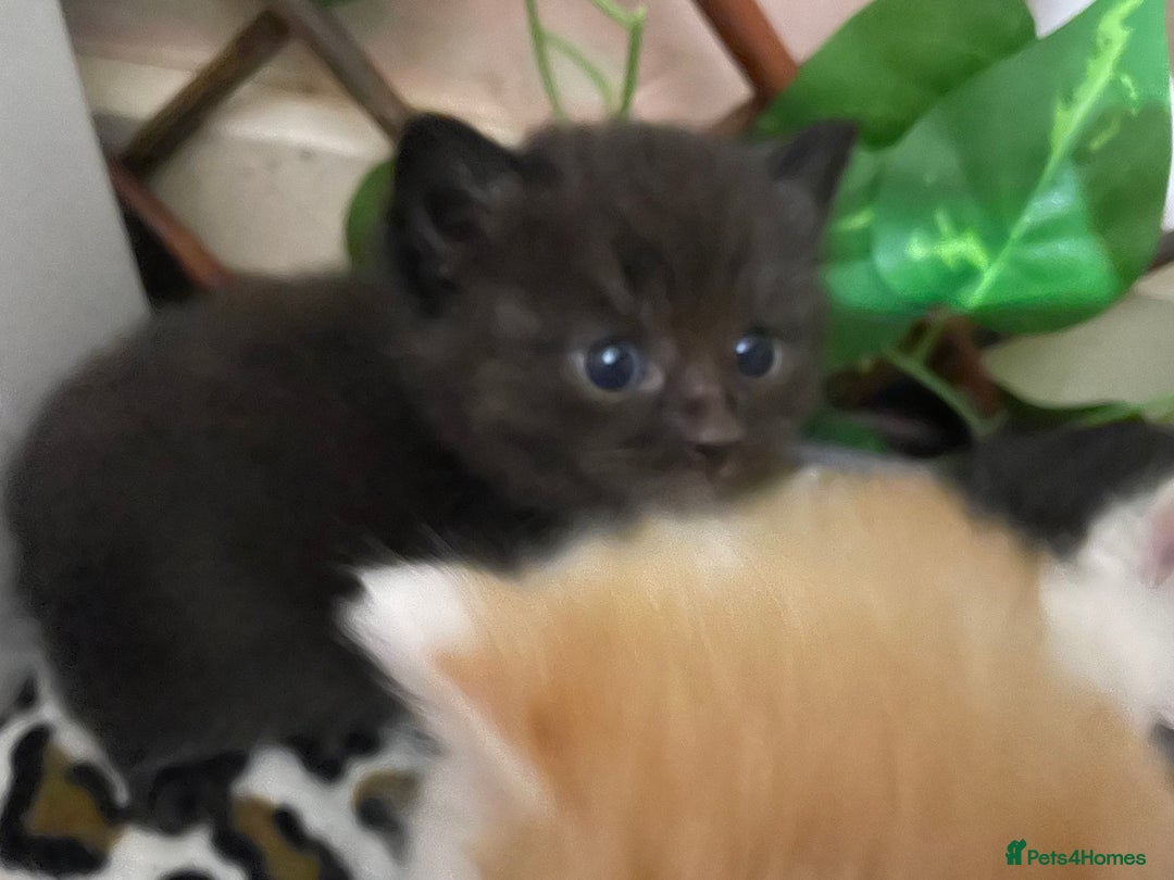 Mixed Breed cats for sale: 4 beautiful half persian kittens - Image 7