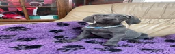 Weimaraner dogs for sale: Weimaraner kc registered  - Advert 13