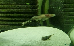Plecos fish for sale: Bristlenose Plecos - Image 5