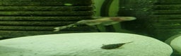 Plecos fish for sale: Bristlenose Plecos - Advert 5