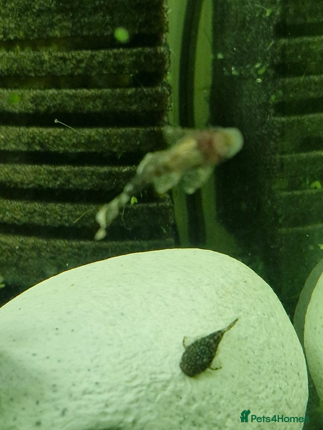Plecos fish for sale: Bristlenose Plecos - Image 5