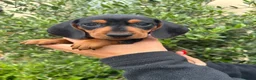 Miniature Dachshund dogs for sale: Puppy for Sale Outstanding KC Male Mini Dachshund  - Advert 17