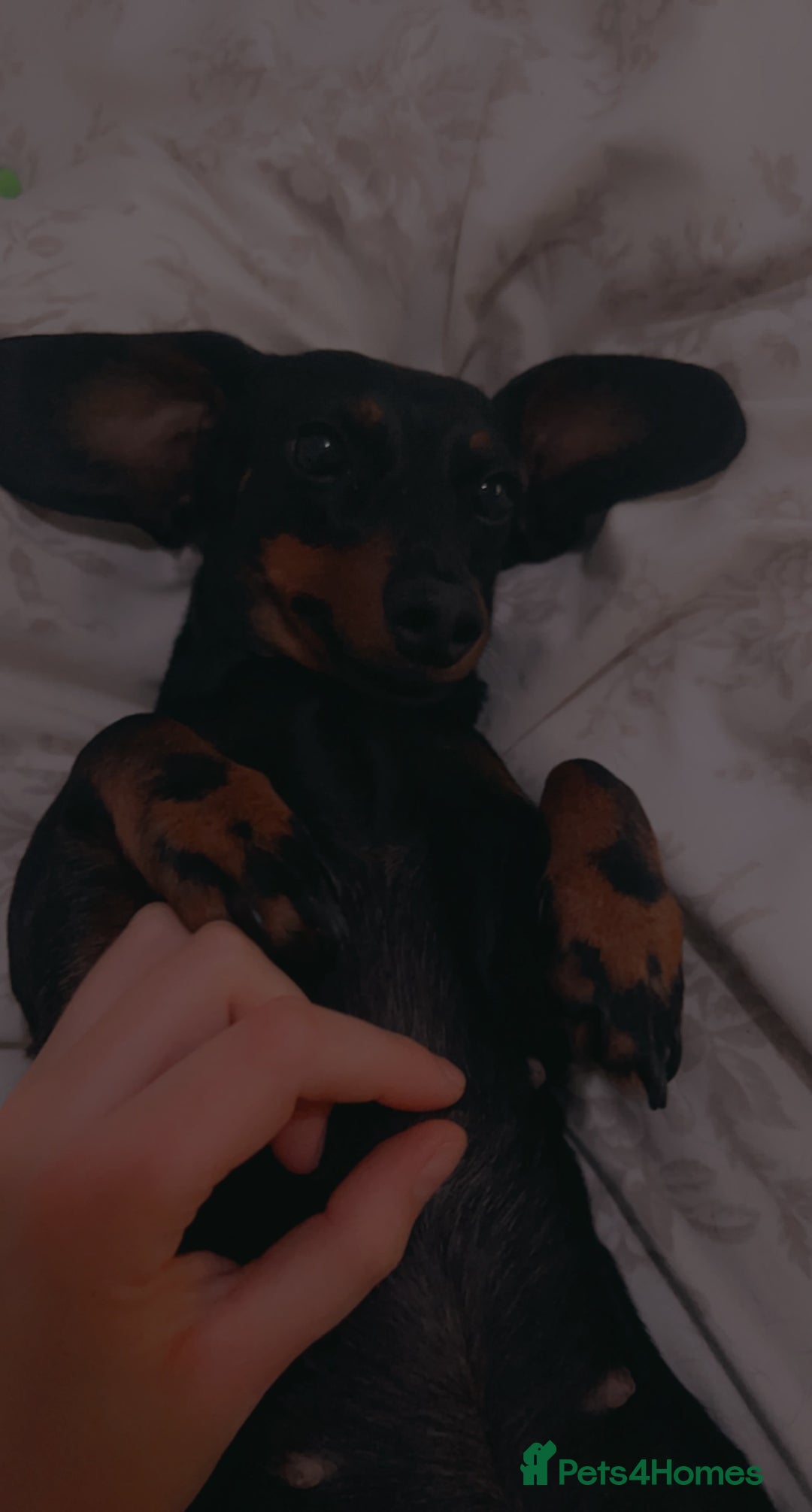 Dachshund dogs for sale: Black and Tan Dachshund Looking for a Loving Home  - Image 2