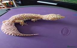 Leopard Gecko reptiles for sale: Baby's leopard geckos  in Rochester - Image 20