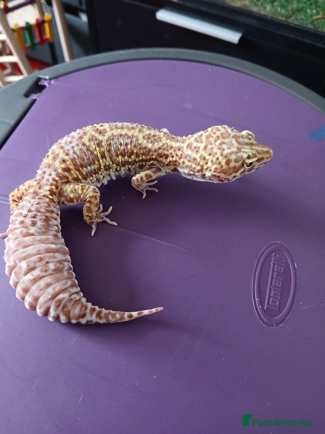 Leopard Gecko reptiles for sale: Baby's leopard geckos  in Rochester - Image 20
