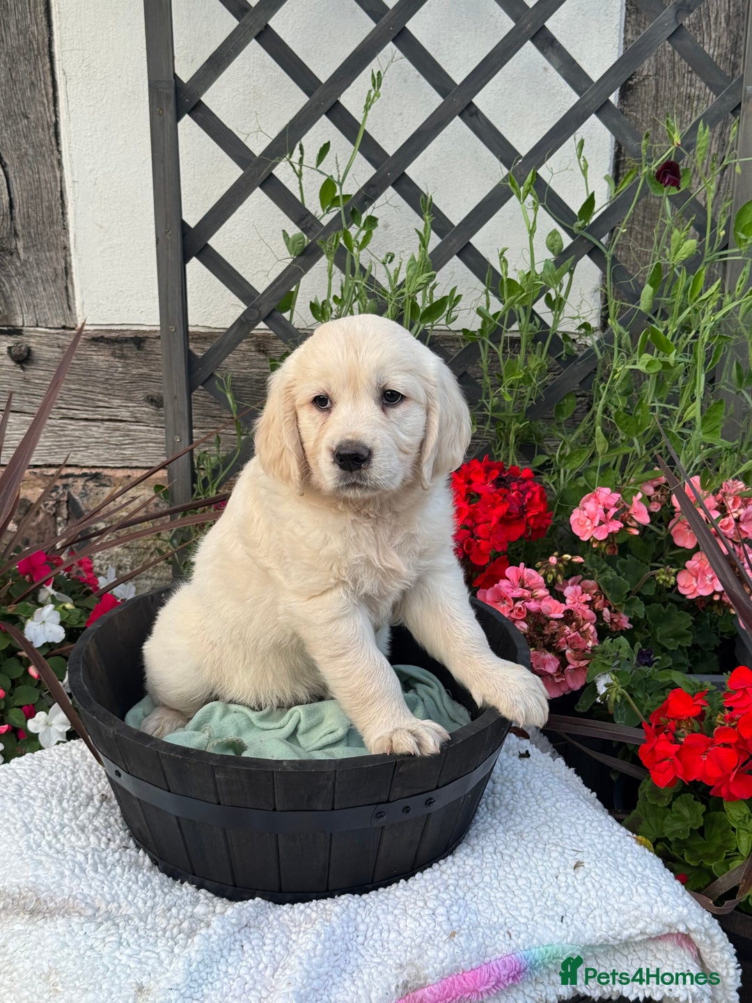 Golden Retriever dogs for sale: 4 left gorgeous kc reg golden retriever puppies  - Image 12