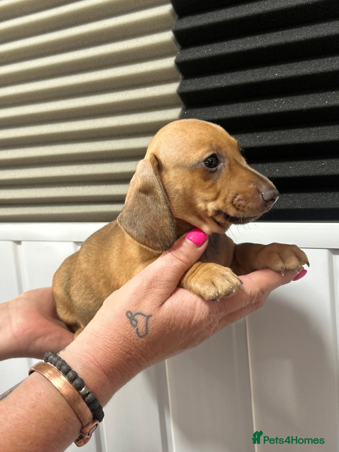 Miniature Dachshund dogs for sale: READY NOW! DAPPLE MINIATURE DACHSHUNDS⭐️ - Image 14