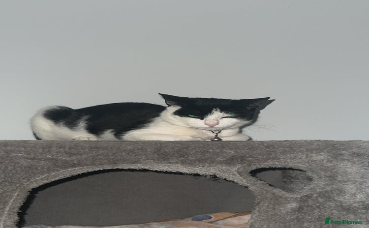 Mixed Breed cats - Advert 1