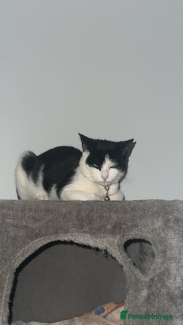 Mixed Breed cats - Advert 1