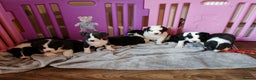 Mixed Breed dogs for sale: Old tyme bulldog x Border collie - Advert 5