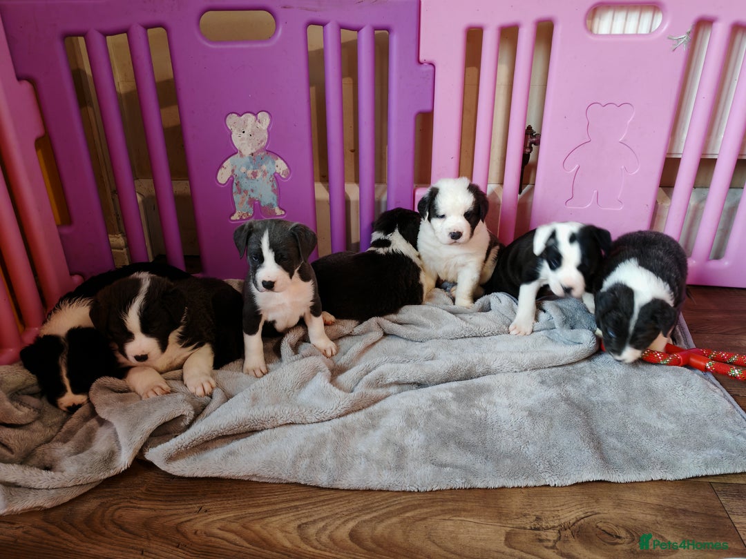 Mixed Breed dogs for sale: Old tyme bulldog x Border collie - Advert 5
