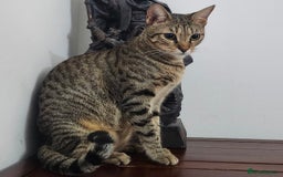 Mixed Breed cats for adoption: Nana - Playful & Sweet Girl - Image 1