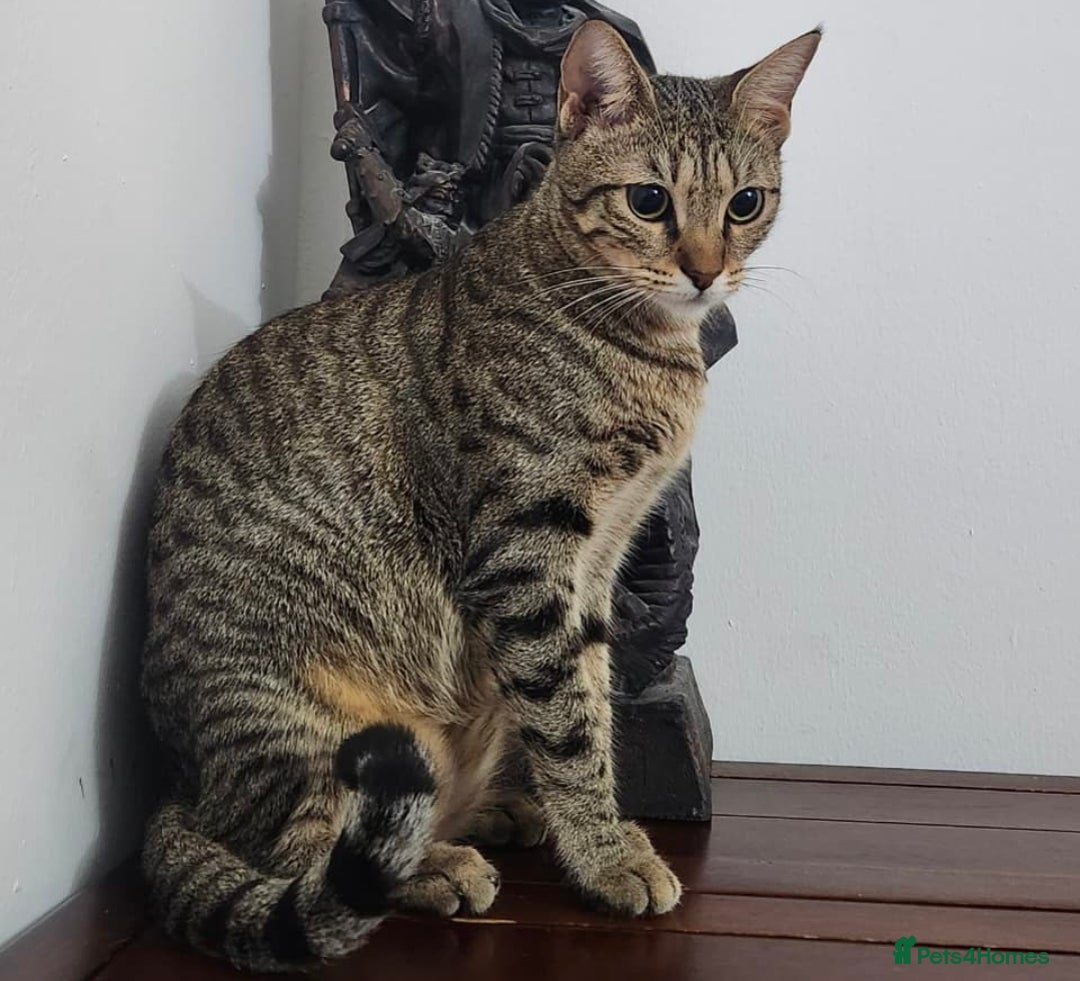 Mixed Breed cats for adoption: Nana - Playful & Sweet Girl - Image 1