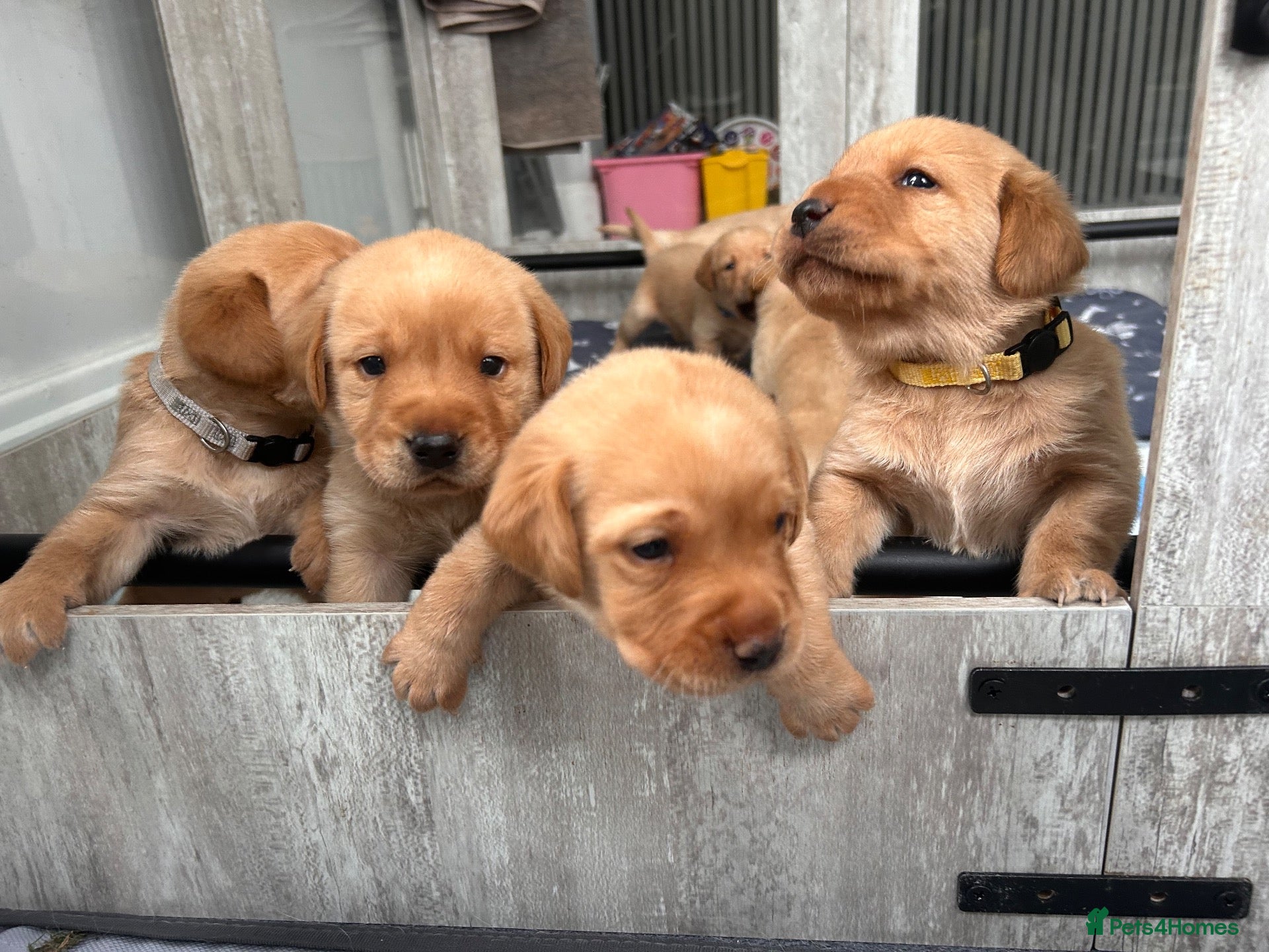 Labrador Retriever dogs Beautiful Labrador Puppies - Advert 6