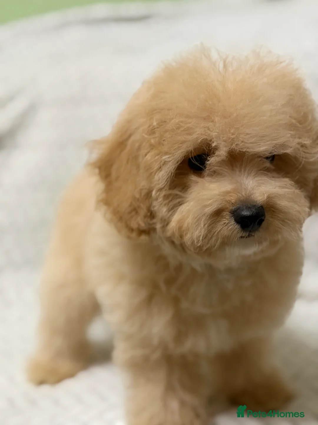 Mixed Breed dogs for sale: 🐾🐾 F1 Bb Maltipoo Puppies Boys and Girls 🐾🐾 - Advert 3