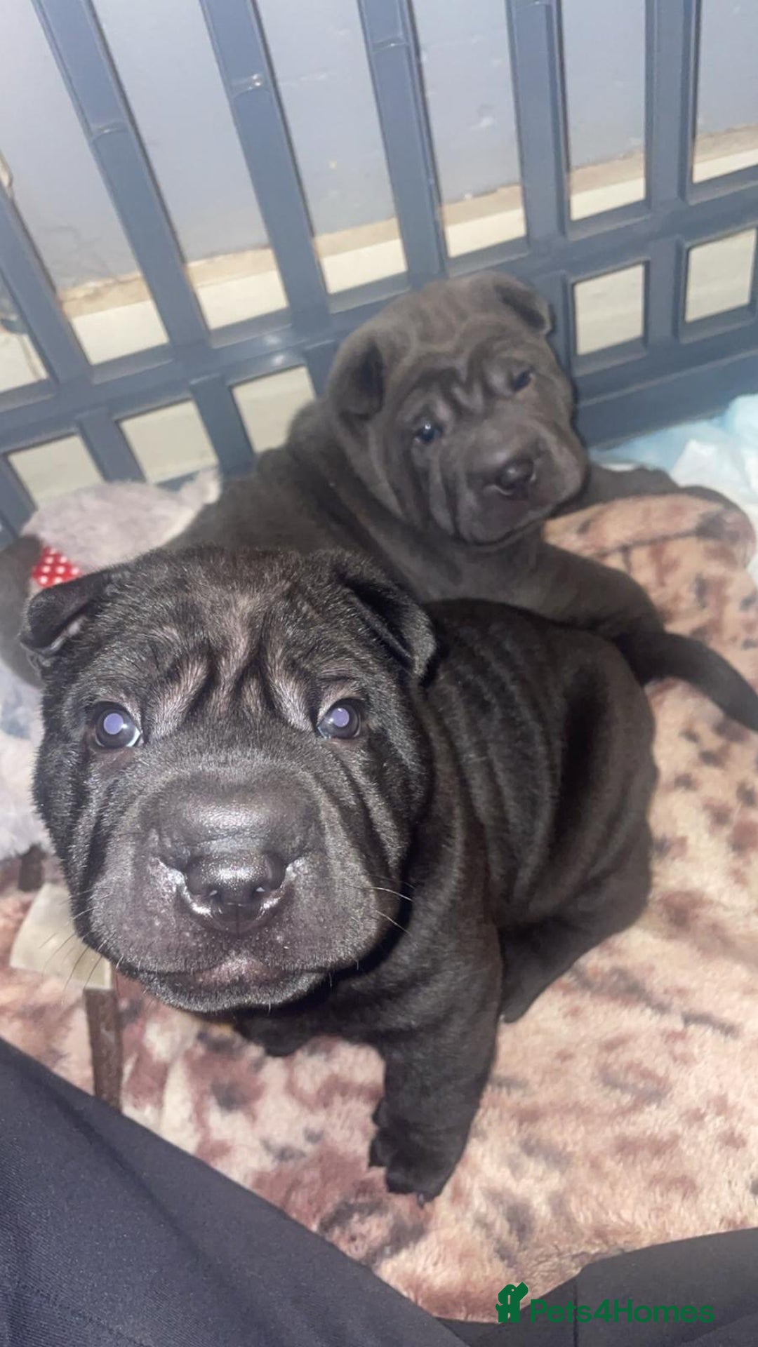 Shar Pei dogs for sale: 2 beautiful full shar pei boys !!!  - Image 6