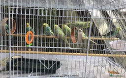 Budgerigars birds for sale: Mixed budgies - Image 2