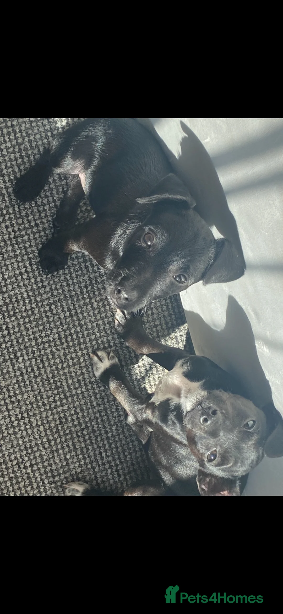 Mixed Breed dogs for sale: 🐾 Reya- Looking for Her Forever Home 🩷 🐾 - Advert 6