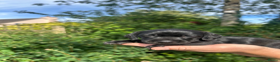 Miniature Dachshund Puppy 3