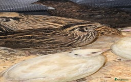 Quail poultry for sale: 🌟 Adult Quails for Sale! 🌟 - Image 7