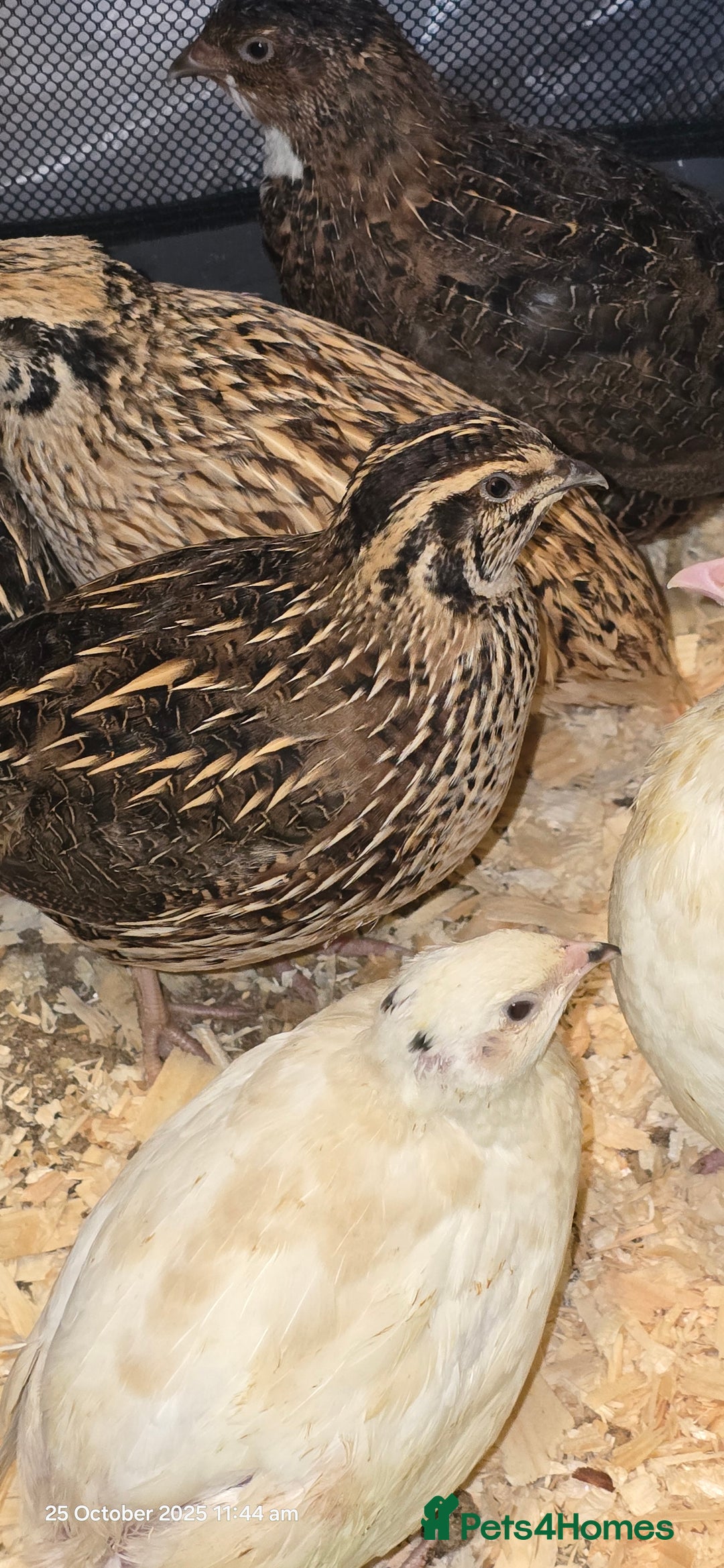 Quail poultry for sale: 🌟 Adult Quails for Sale! 🌟 - Image 7