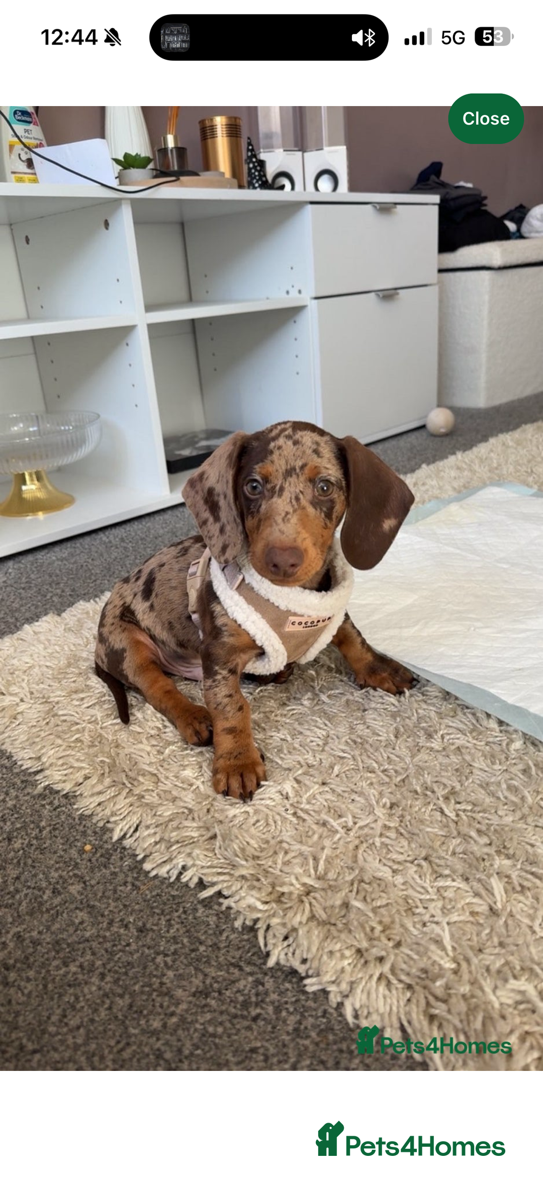 Dachshund dogs for sale: Dachshund puppy!  - Advert 7