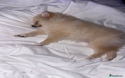 Pomeranian dogs for sale: Fluffy Female Pomeranian Pup  - Image 1