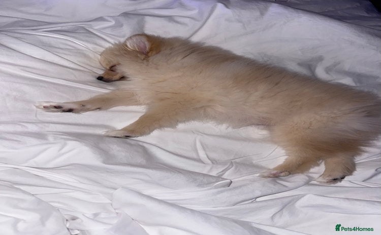 Pomeranian dogs - Advert 1