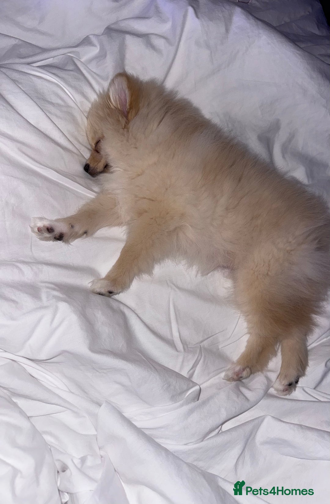 Pomeranian dogs for sale: Fluffy Female Pomeranian Pup  - Image 1