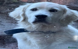 Golden Retriever dogs for sale: Chunky, Polar bear white KC golden retriever boy - Image 3