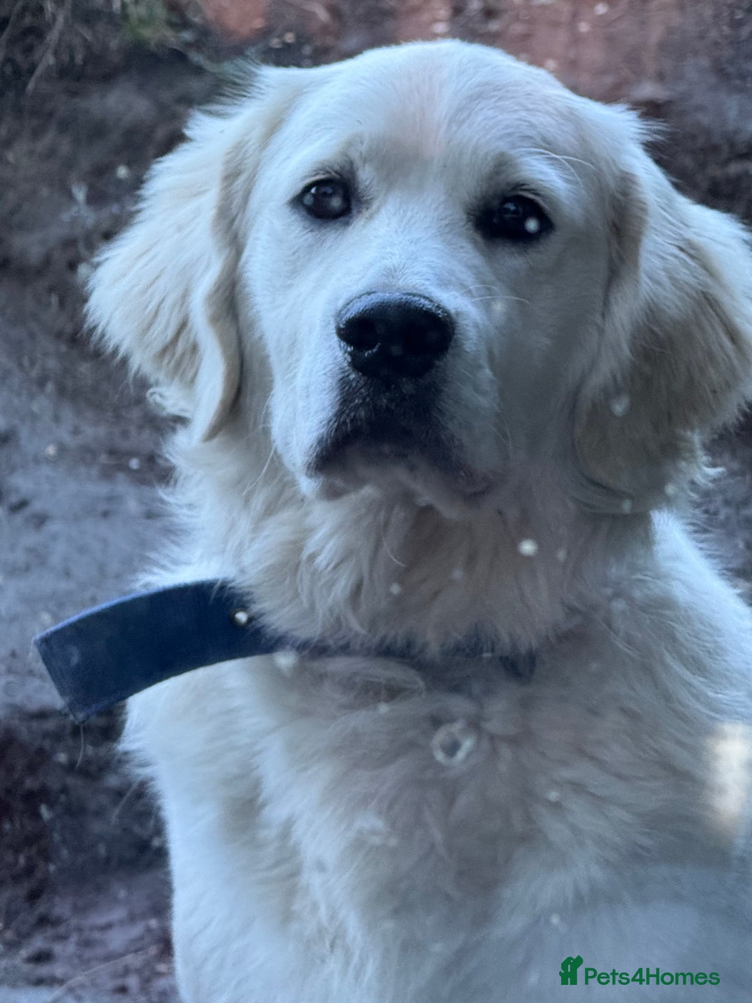 Golden Retriever dogs for sale: Chunky, Polar bear white KC golden retriever boy - Image 3