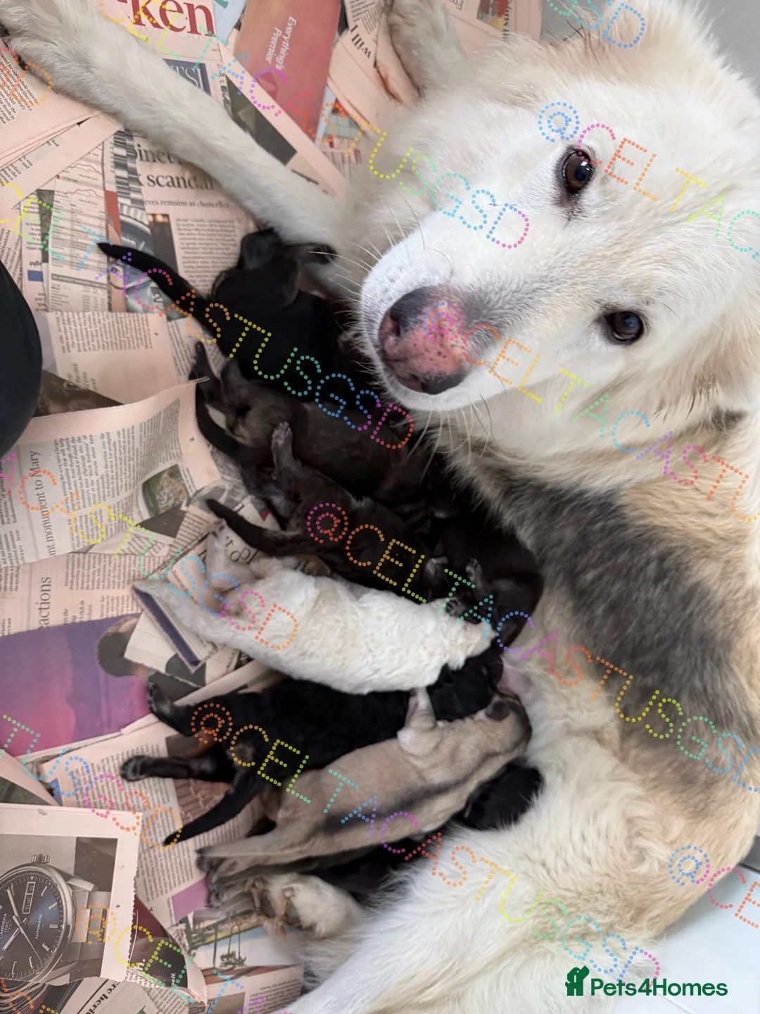 German Shepherd dogs for sale: Stunning kcreg long coat German shepherds  - Advert 2