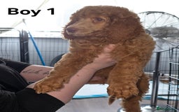 Standard Poodle dogs for sale: Standard Poodle Puppies READY TO LEAVE NOW  - Image 3