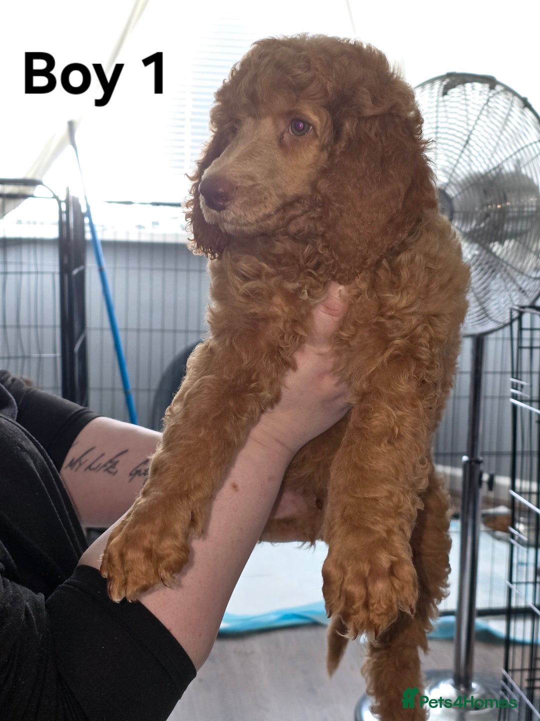 Standard Poodle dogs for sale: Standard Poodle Puppies READY TO LEAVE NOW  - Image 3