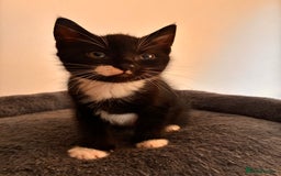 Mixed Breed cats for sale: Beautiful and super playful kittens  - Image 25