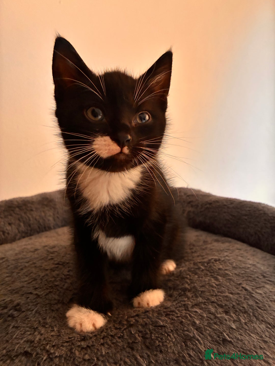 Mixed Breed cats for sale: Beautiful and super playful kittens  - Image 25