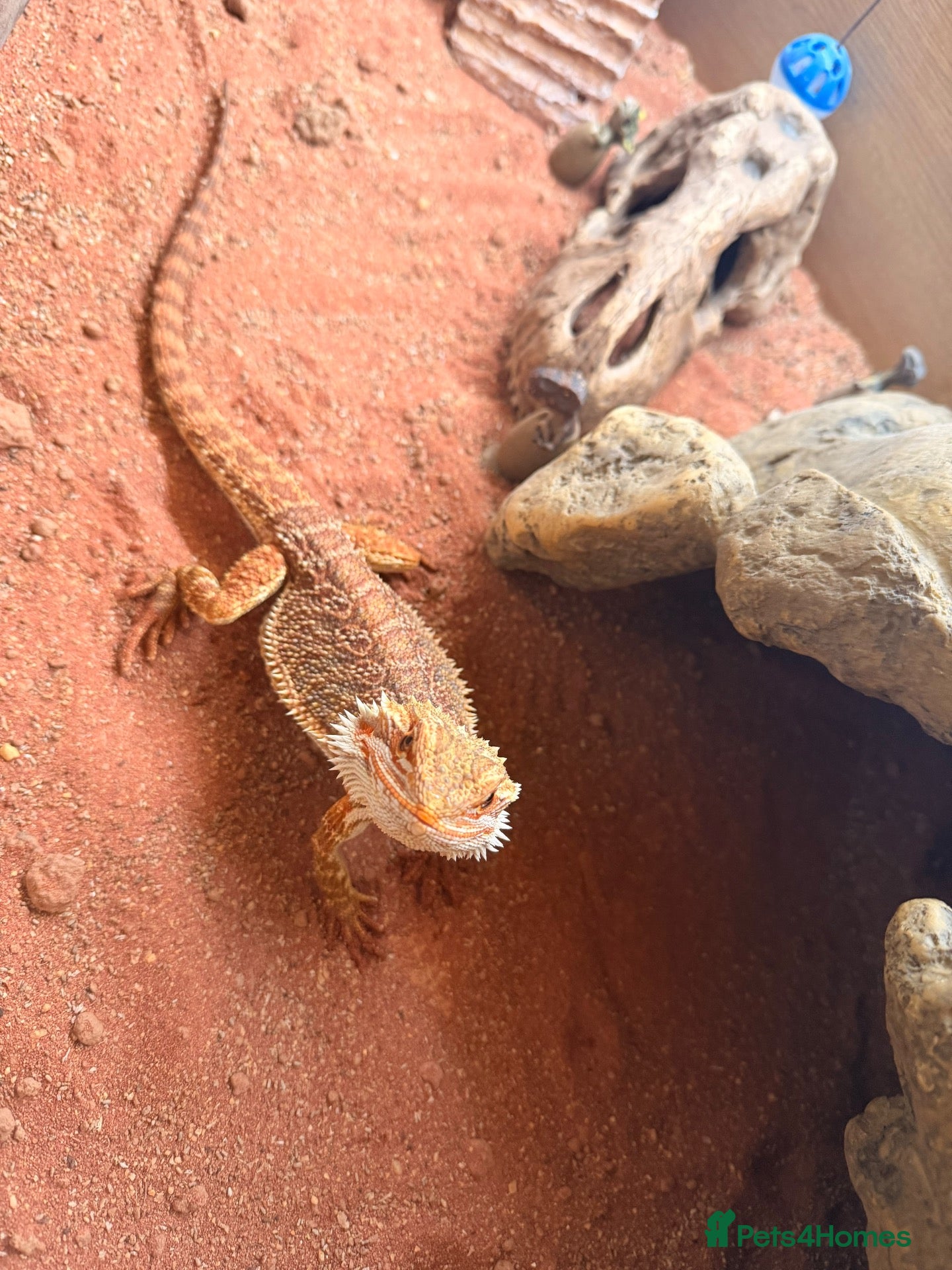 Bearded Dragon reptiles bearded dragon - Advert 1