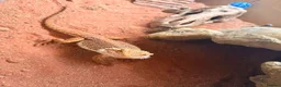 Bearded Dragon reptiles for sale: bearded dragon in Southampton - Advert 1