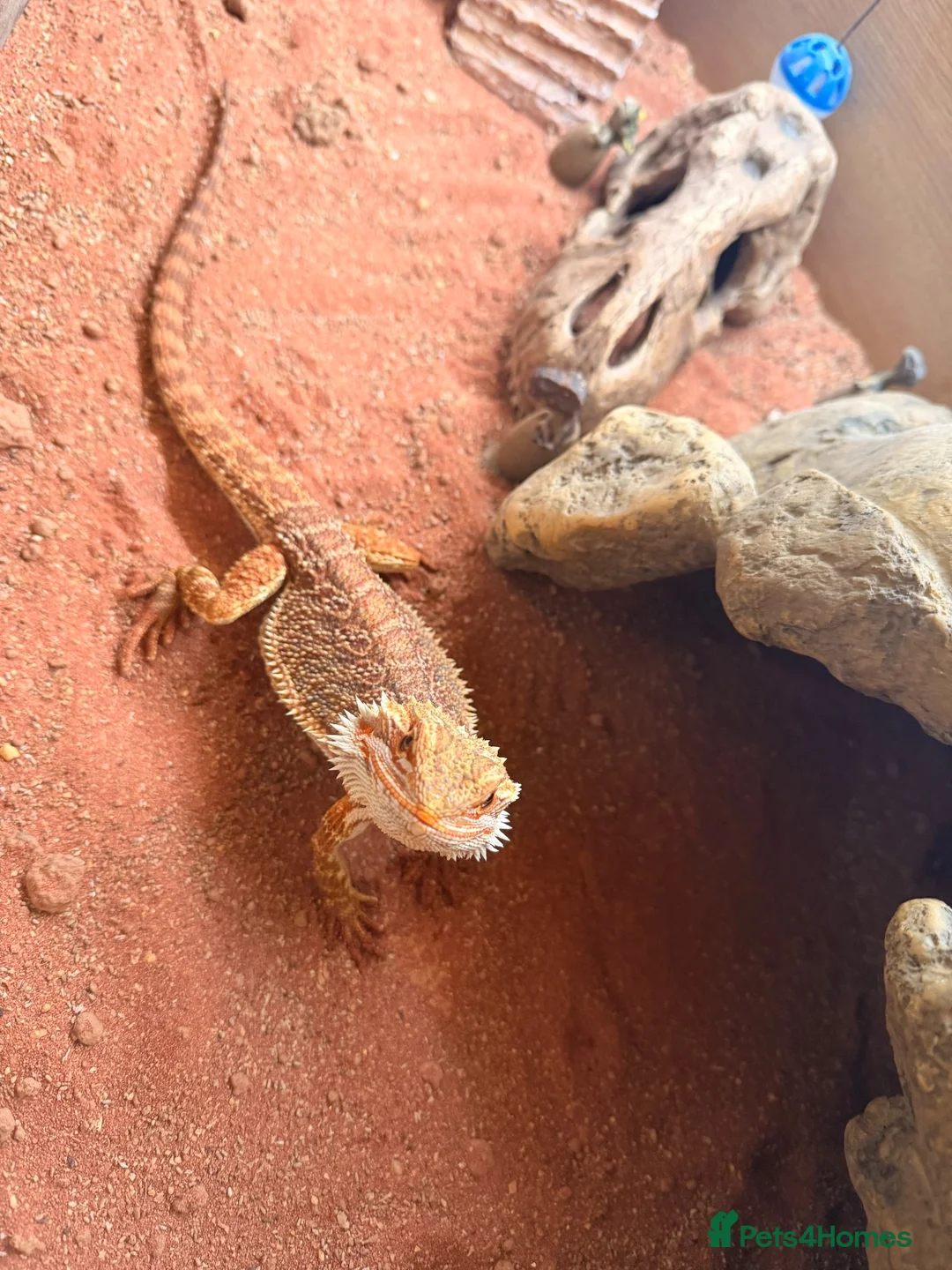 Bearded Dragon reptiles for sale: bearded dragon in Southampton - Advert 1