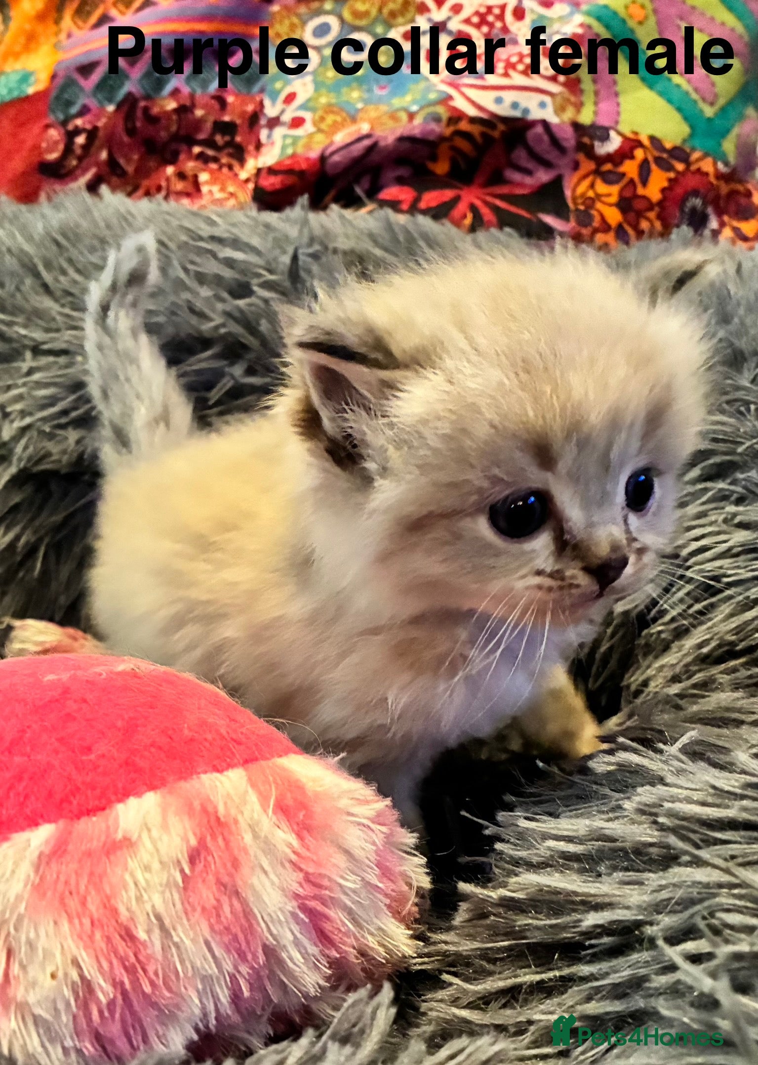 Ragdoll cats Stunning Ragdoll kittens for sale - Advert 1