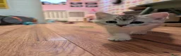 British Shorthair cats for sale: Stunning silver shaded British shorthair kitten - Advert 9