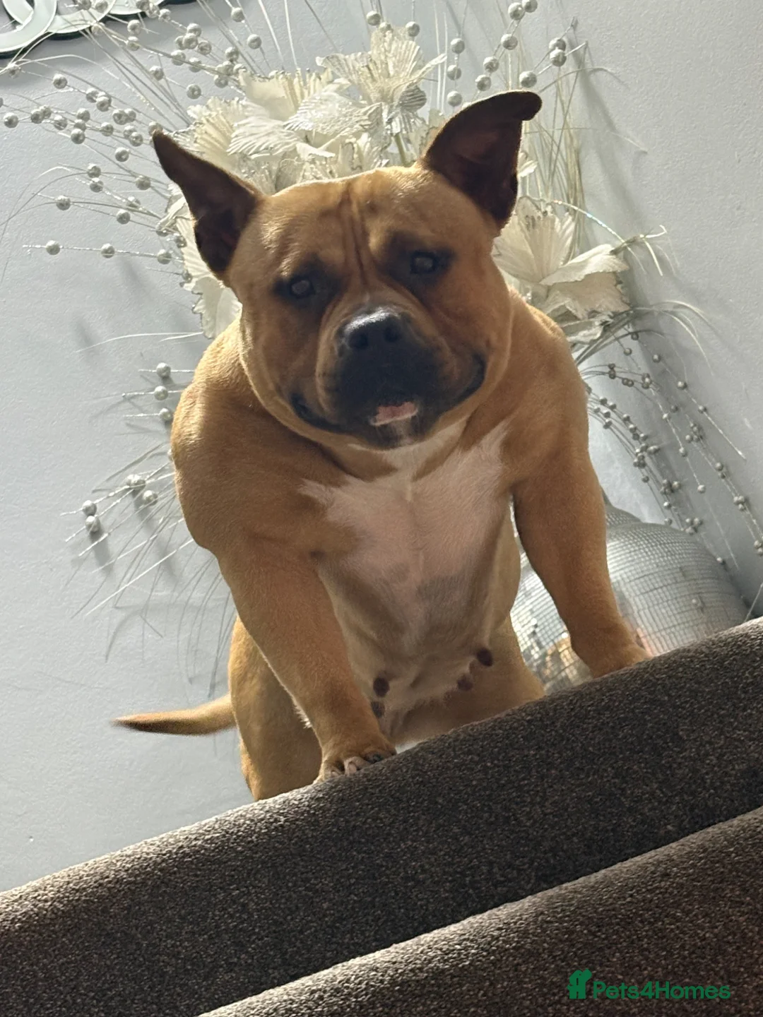 American Bully dogs for sale: Pocket Bully Female For Sale in Dagenham - Advert 2