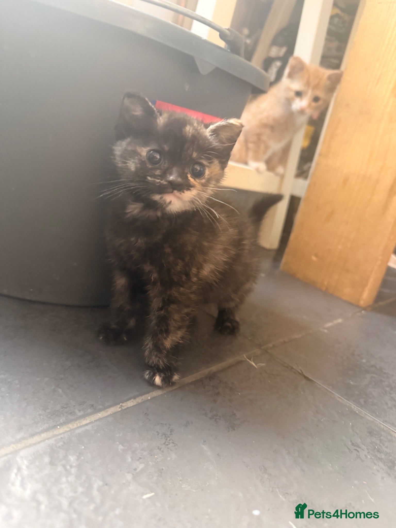 Mixed Breed cats Kitten - Advert 1